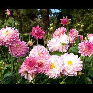 Meet your Posher, Destiny